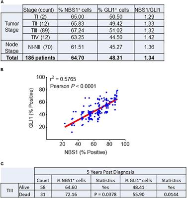 GLI1 Inhibitor SRI-38832 Attenuates Chemotherapeutic Resistance by Downregulating NBS1 Transcription in BRAFV600E Colorectal Cancer